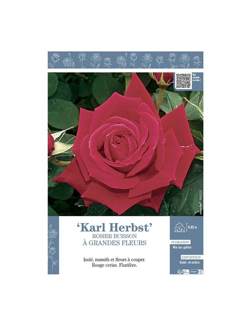ROSIER BUISSON À GRANDES FLEURS KARL HERBST