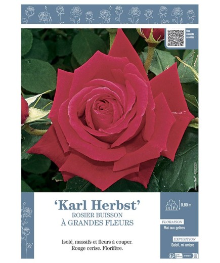 ROSIER BUISSON À GRANDES FLEURS KARL HERBST