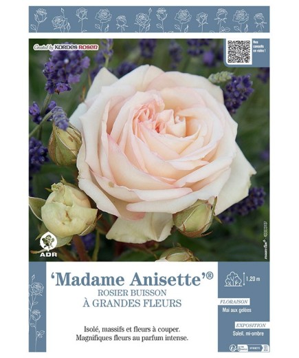 ROSIER BUISSON À GRANDES FLEURS MADAME ANISETTE®