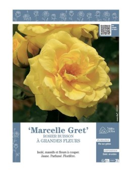 ROSIER BUISSON À GRANDES FLEURS MARCELLE GRET