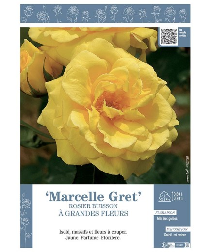 ROSIER BUISSON À GRANDES FLEURS MARCELLE GRET