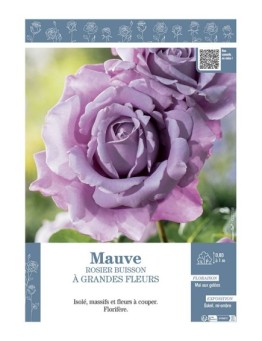 ROSIER BUISSON À GRANDES FLEURS MAUVE