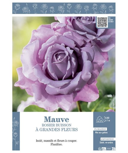 ROSIER BUISSON À GRANDES FLEURS MAUVE