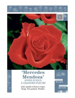 ROSIER BUISSON À GRANDES FLEURS MERCEDES MENDOZA