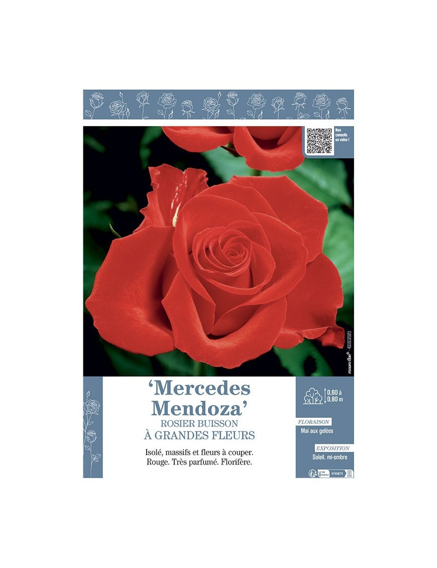 ROSIER BUISSON À GRANDES FLEURS MERCEDES MENDOZA