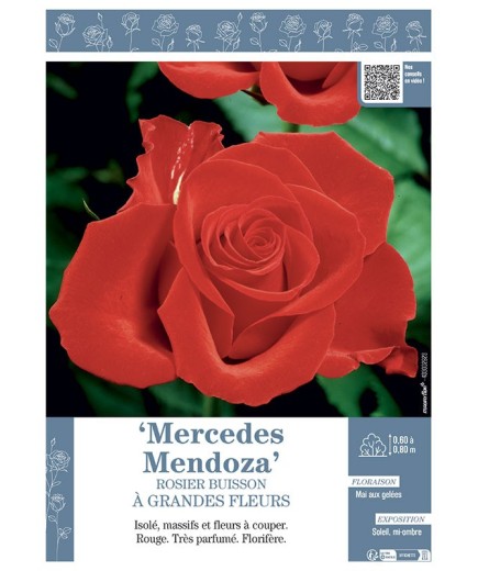 ROSIER BUISSON À GRANDES FLEURS MERCEDES MENDOZA