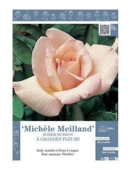 ROSIER BUISSON À GRANDES FLEURS MICHELE MEILLAND