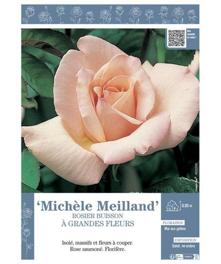 ROSIER BUISSON À GRANDES FLEURS MICHELE MEILLAND
