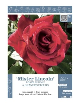 ROSIER BUISSON À GRANDES FLEURS MISTER LINCOLN