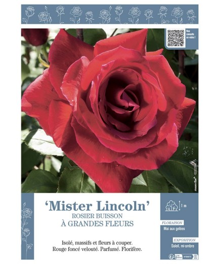 ROSIER BUISSON À GRANDES FLEURS MISTER LINCOLN