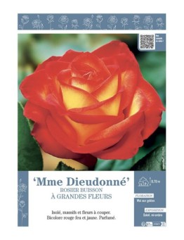 ROSIER BUISSON À GRANDES FLEURS MME DIEUDONNE