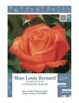 ROSIER BUISSON À GRANDES FLEURS MME LOUIS BERNARD