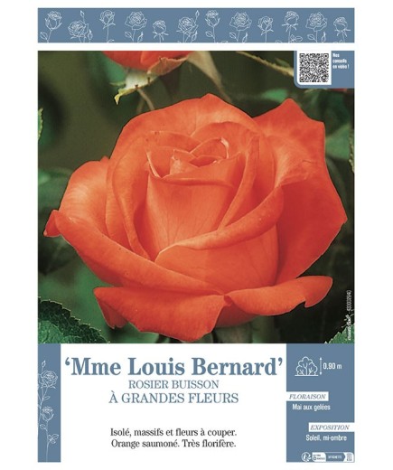 ROSIER BUISSON À GRANDES FLEURS MME LOUIS BERNARD