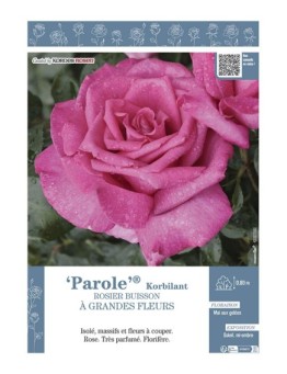 ROSIER BUISSON À GRANDES FLEURS PAROLE® Korbilant