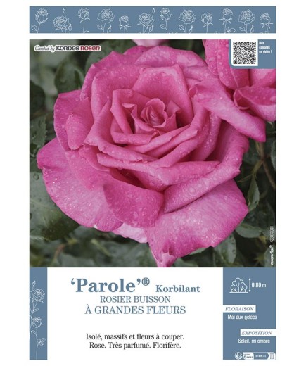 ROSIER BUISSON À GRANDES FLEURS PAROLE® Korbilant