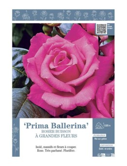 ROSIER BUISSON À GRANDES FLEURS PRIMA BALLERINA