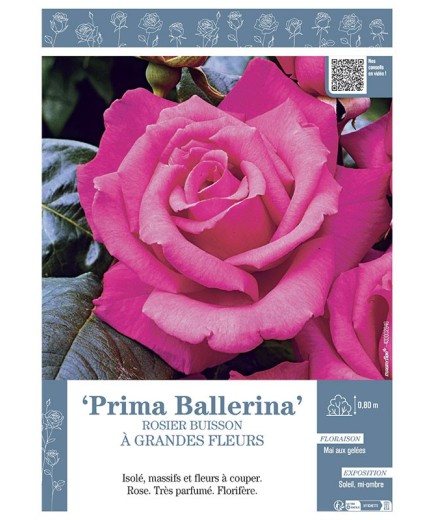 ROSIER BUISSON À GRANDES FLEURS PRIMA BALLERINA