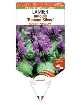 LAMIUM maculatum Beacon Silver voir Lamier maculé