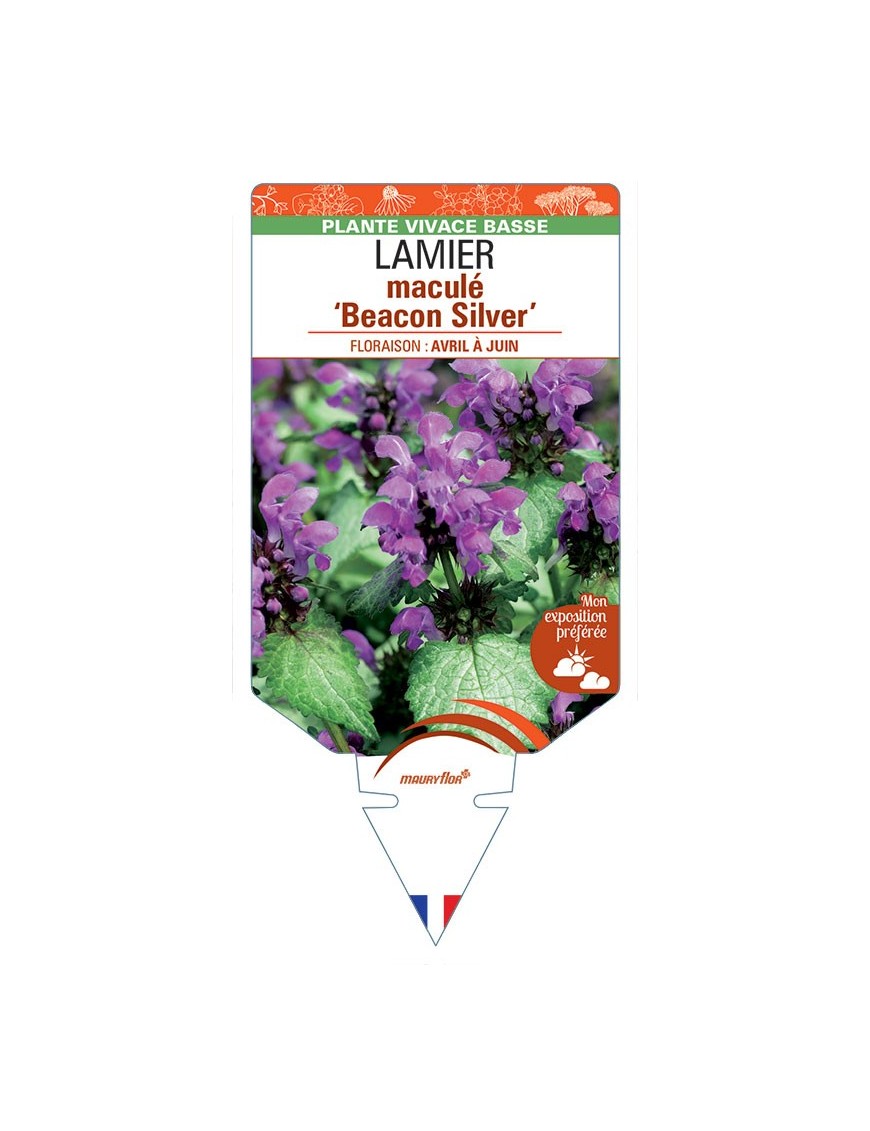 LAMIUM maculatum Beacon Silver voir Lamier maculé