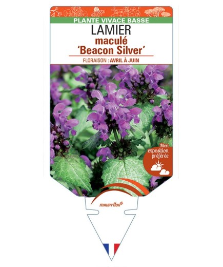 LAMIUM maculatum Beacon Silver voir Lamier maculé