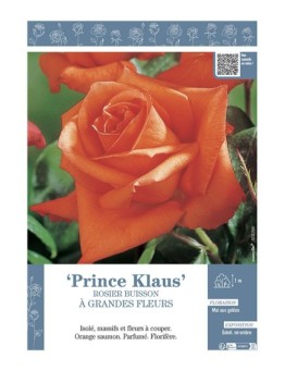 ROSIER BUISSON À GRANDES FLEURS PRINCE KLAUS