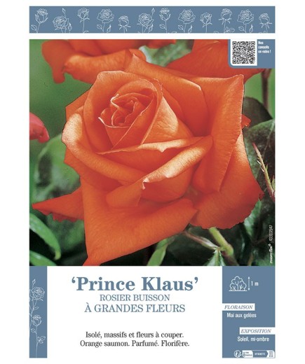 ROSIER BUISSON À GRANDES FLEURS PRINCE KLAUS