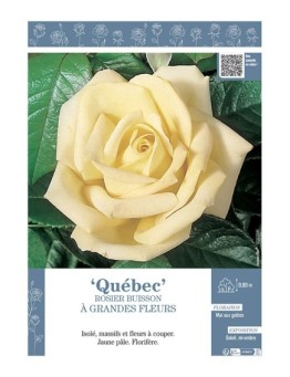 ROSIER BUISSON À GRANDES FLEURS QUEBEC