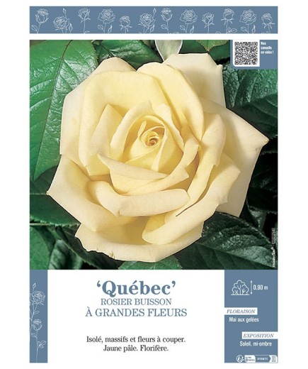 ROSIER BUISSON À GRANDES FLEURS QUEBEC