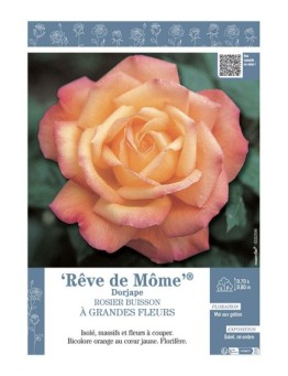 ROSIER BUISSON À GRANDES FLEURS RÊVE DE MÔME® Dorjape