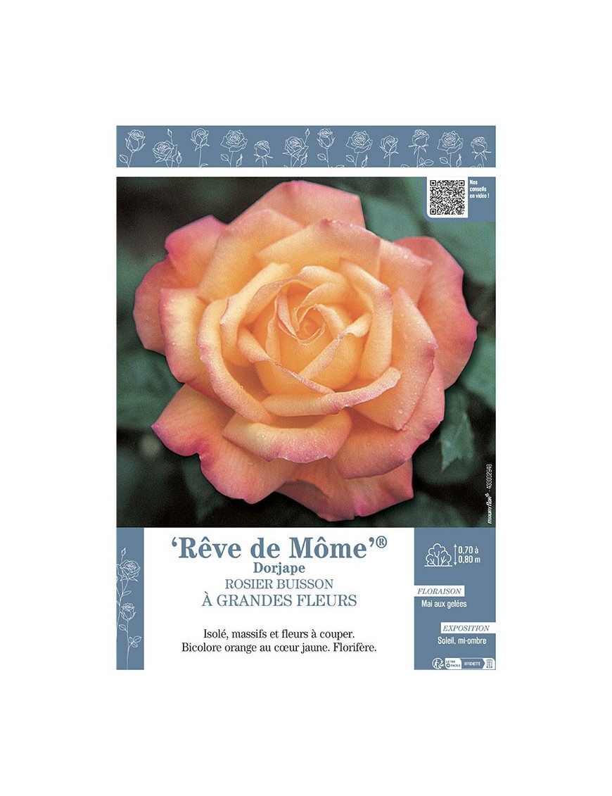 ROSIER BUISSON À GRANDES FLEURS RÊVE DE MÔME® Dorjape