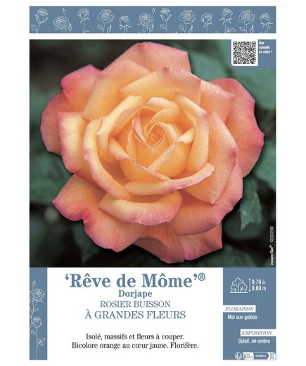 ROSIER BUISSON À GRANDES FLEURS RÊVE DE MÔME® Dorjape