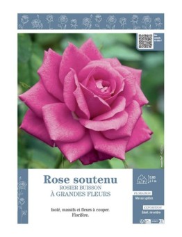 ROSIER BUISSON À GRANDES FLEURS ROSE SOUTENU