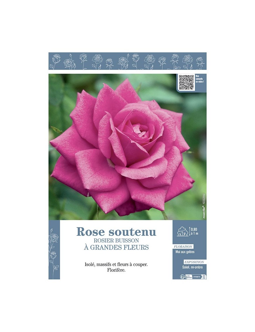 ROSIER BUISSON À GRANDES FLEURS ROSE SOUTENU