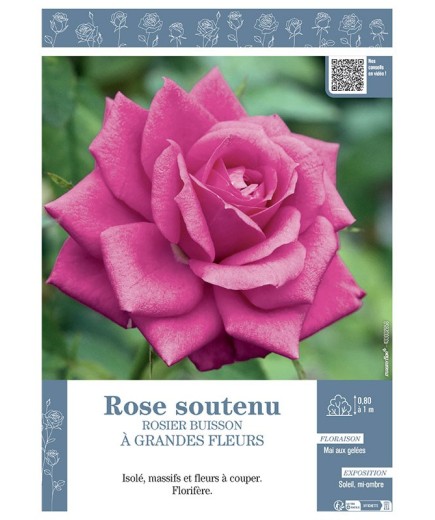ROSIER BUISSON À GRANDES FLEURS ROSE SOUTENU