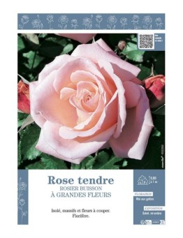 ROSIER BUISSON À GRANDES FLEURS ROSE TENDRE