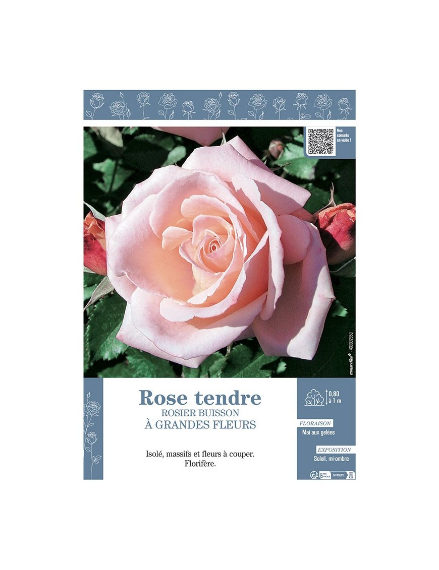 ROSIER BUISSON À GRANDES FLEURS ROSE TENDRE