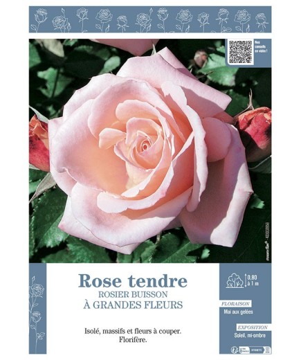 ROSIER BUISSON À GRANDES FLEURS ROSE TENDRE