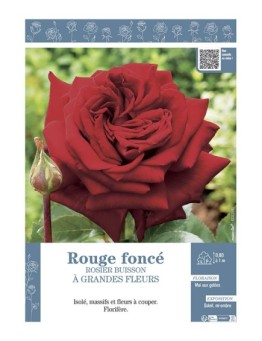 ROSIER BUISSON À GRANDES FLEURS ROUGE FONCE