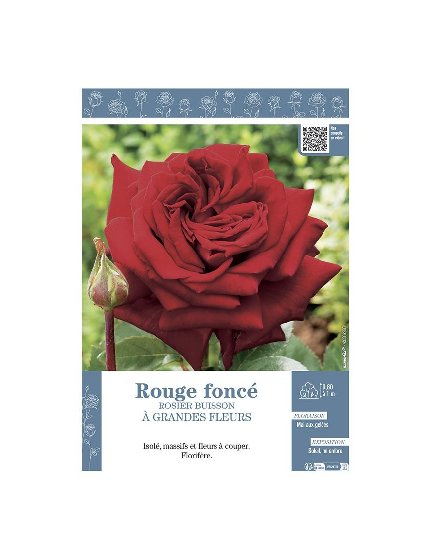 ROSIER BUISSON À GRANDES FLEURS ROUGE FONCE