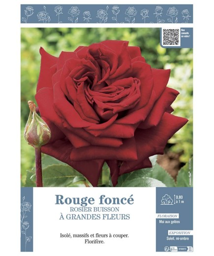 ROSIER BUISSON À GRANDES FLEURS ROUGE FONCE