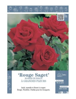 ROSIER BUISSON À GRANDES FLEURS ROUGE SAGET