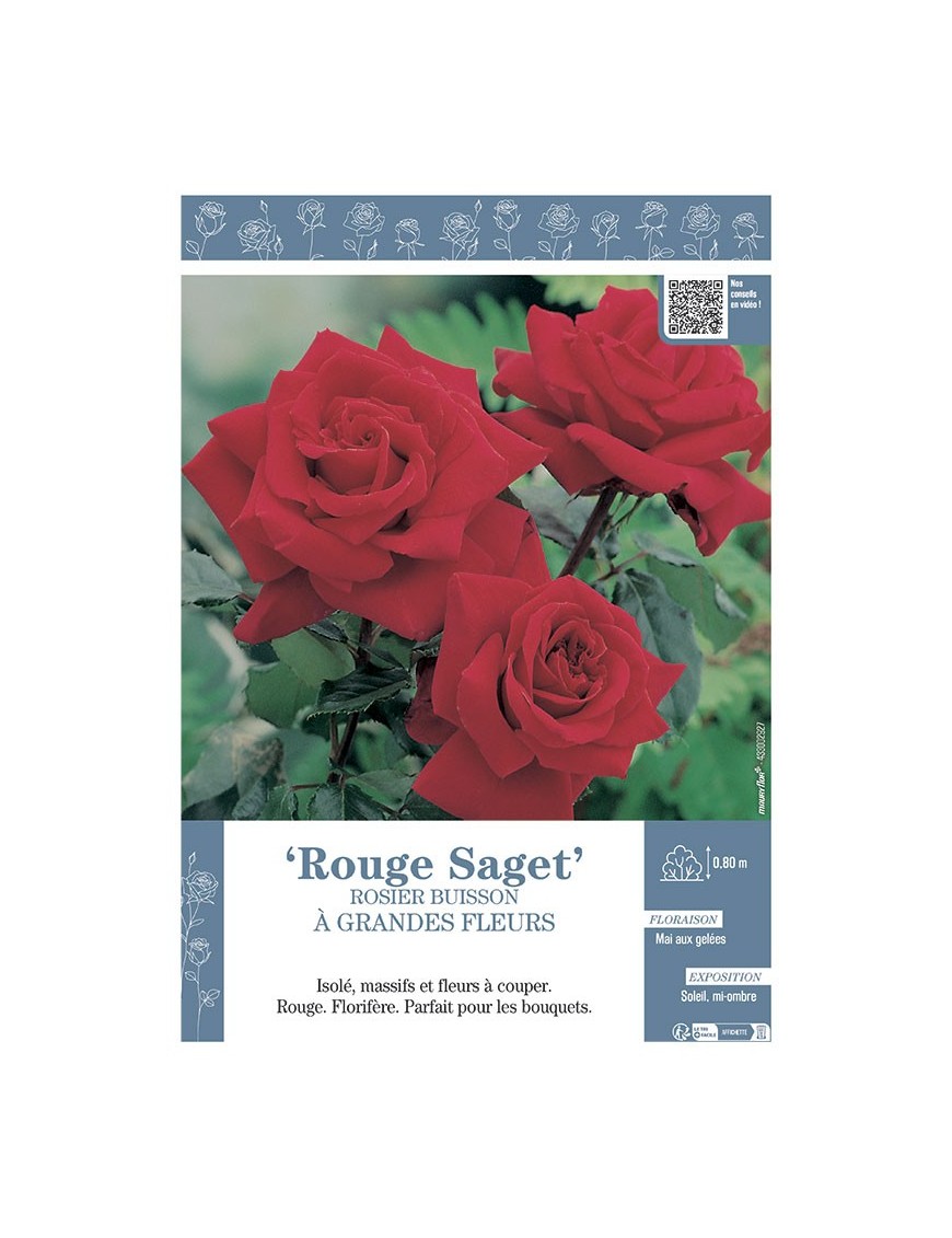 ROSIER BUISSON À GRANDES FLEURS ROUGE SAGET