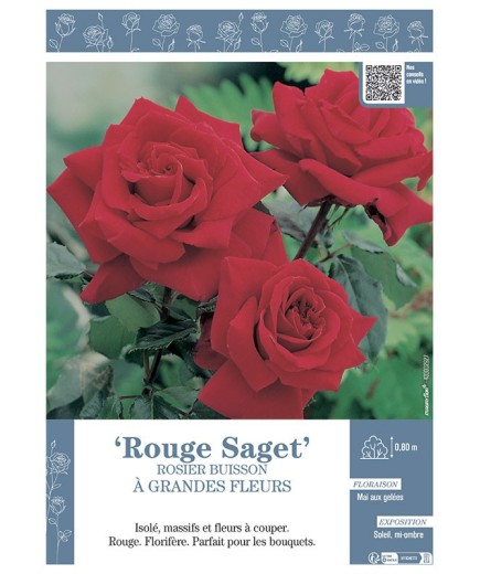ROSIER BUISSON À GRANDES FLEURS ROUGE SAGET
