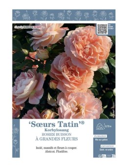 ROSIER BUISSON À GRANDES FLEURS SŒURS TATIN® Korbylosang