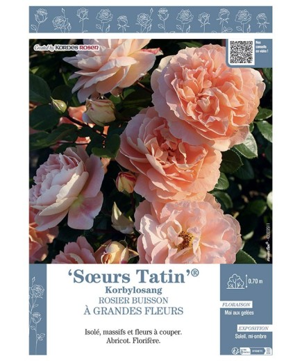 ROSIER BUISSON À GRANDES FLEURS SŒURS TATIN® Korbylosang