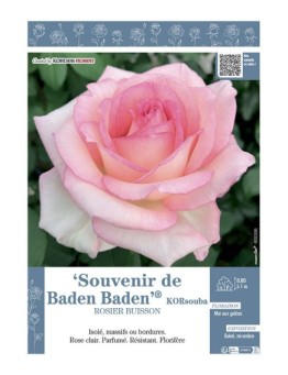 ROSIER BUISSON À GRANDES FLEURS SOUVENIR DE BADEN BADEN® Korsouba