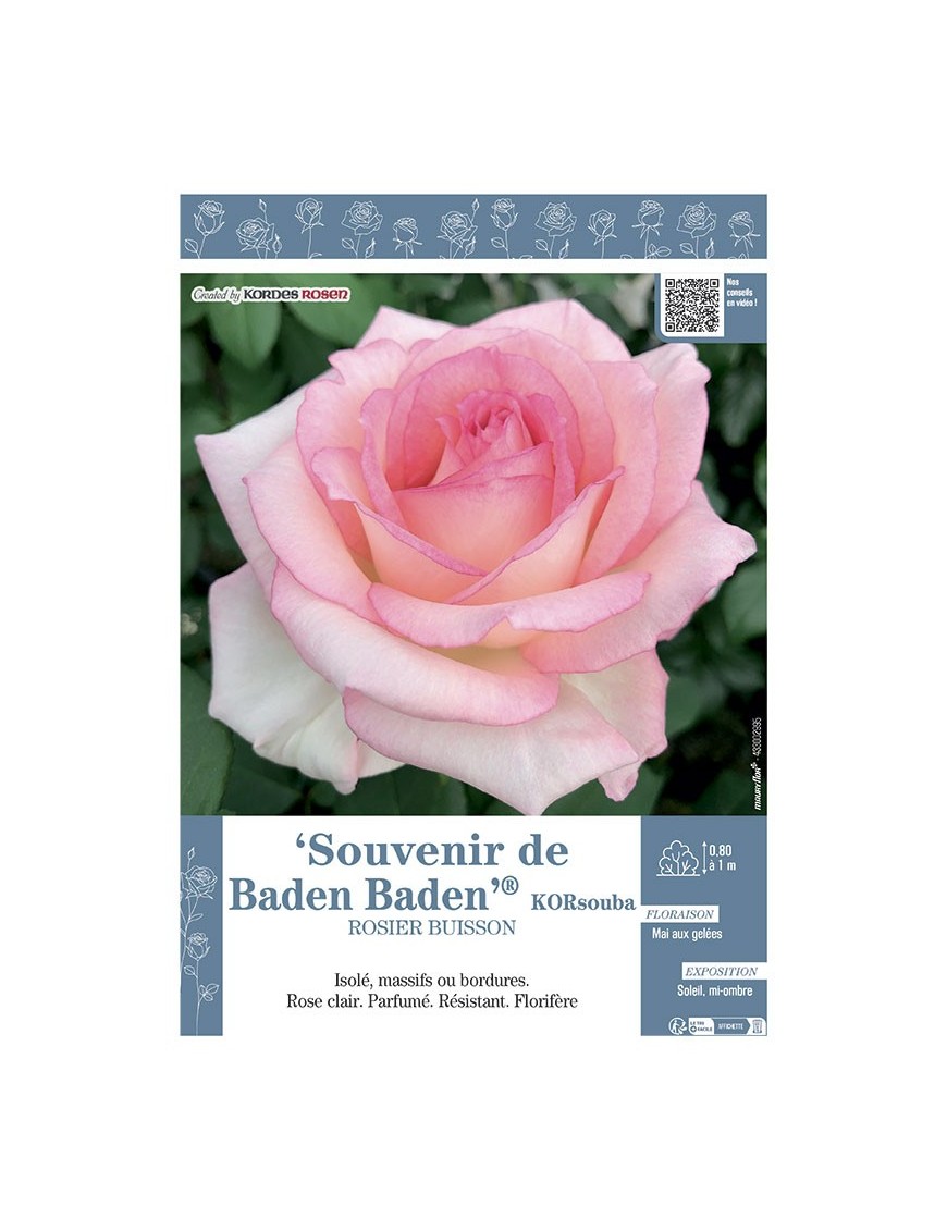 ROSIER BUISSON À GRANDES FLEURS SOUVENIR DE BADEN BADEN® Korsouba