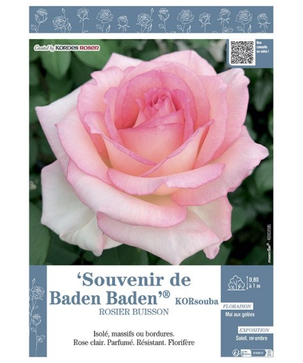 ROSIER BUISSON À GRANDES FLEURS SOUVENIR DE BADEN BADEN® Korsouba