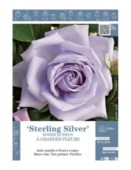 ROSIER BUISSON À GRANDES FLEURS STERLING SILVER