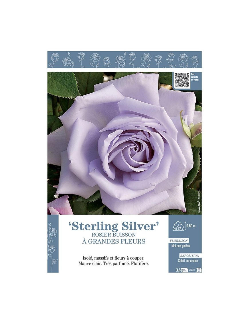 ROSIER BUISSON À GRANDES FLEURS STERLING SILVER